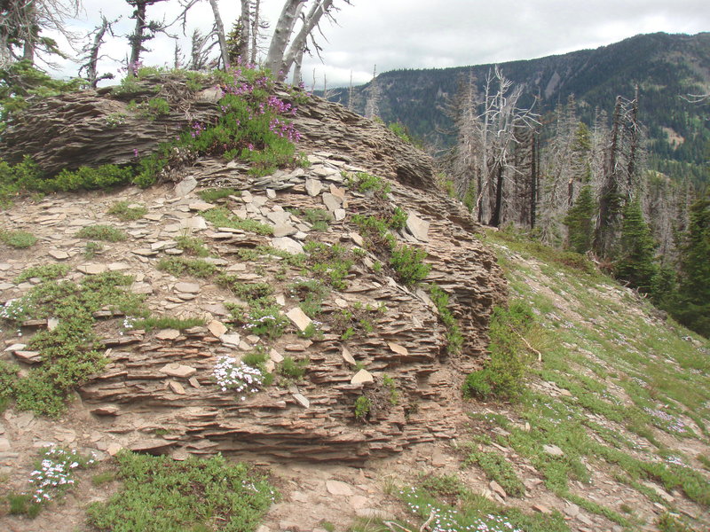 Rock garden